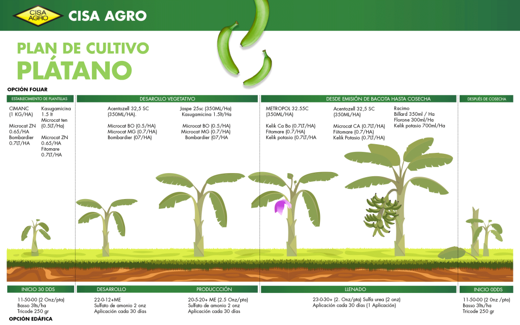 Plan de cultivo plátano